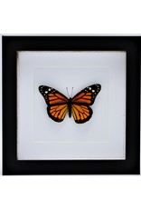 Nature Deco Danaus Plexippus (Monarch buttefly) in luxury 3D frame 17 x17cm