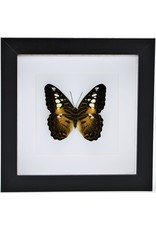 Nature Deco Parthenos Sylvia in luxe 3D lijst 17 x 17cm