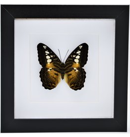 Nature Deco Parthenos Sylvia in luxury 3D frame