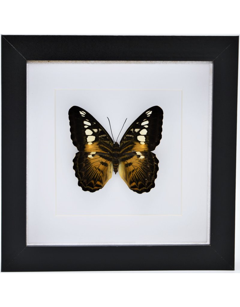 Nature Deco Parthenos Sylvia in luxe 3D lijst 17 x 17cm