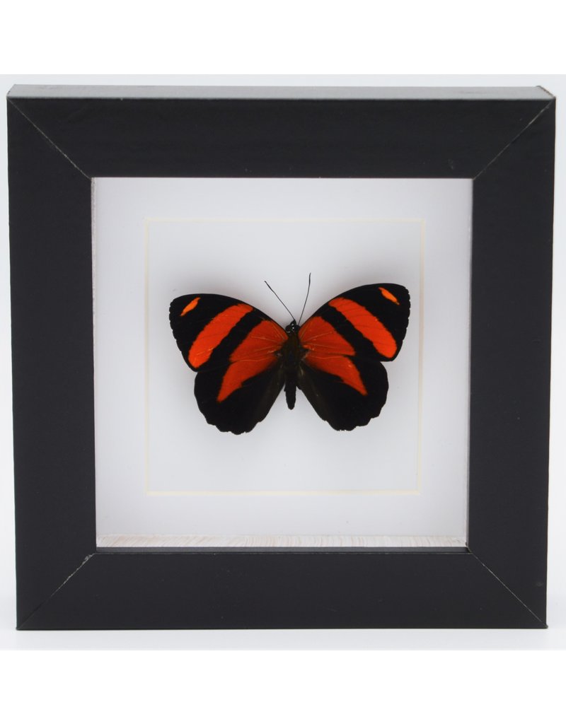 Nature Deco Callicore Cynosura upside in luxury 3D frame 12 x 12cm