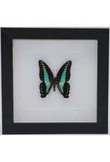 Nature Deco  Graphium Sarpedon in 3D lijst 17x17cm