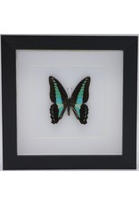 Nature Deco Graphium Sarpedon in luxury 3D frame