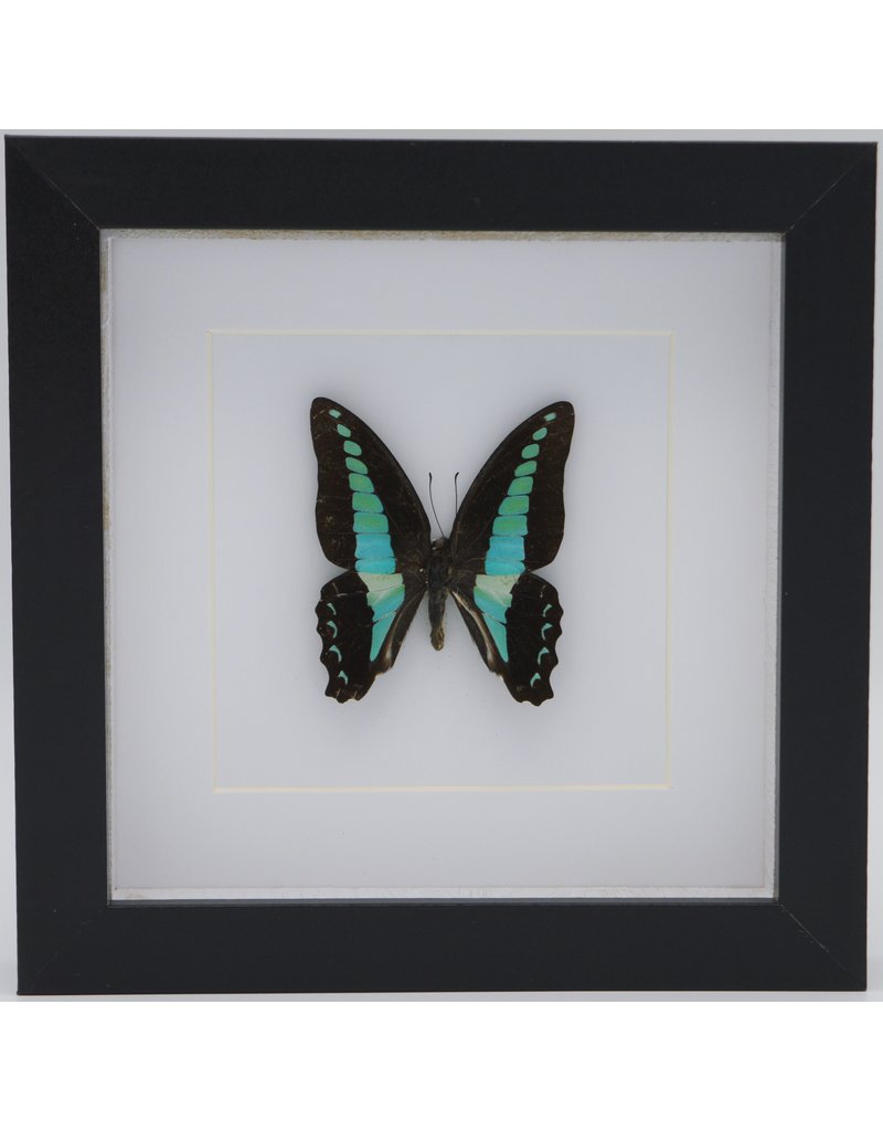 Nature Deco  Graphium Sarpedon in 3D lijst 17x17cm