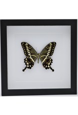 Nature Deco Papilio Lormieri in luxury 3D lijst 22 x 22cm