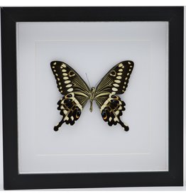 Nature Deco Papilio Lormieri in luxe 3D lijst