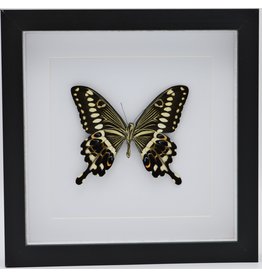 Nature Deco Papilio Lormieri in luxury 3D frame