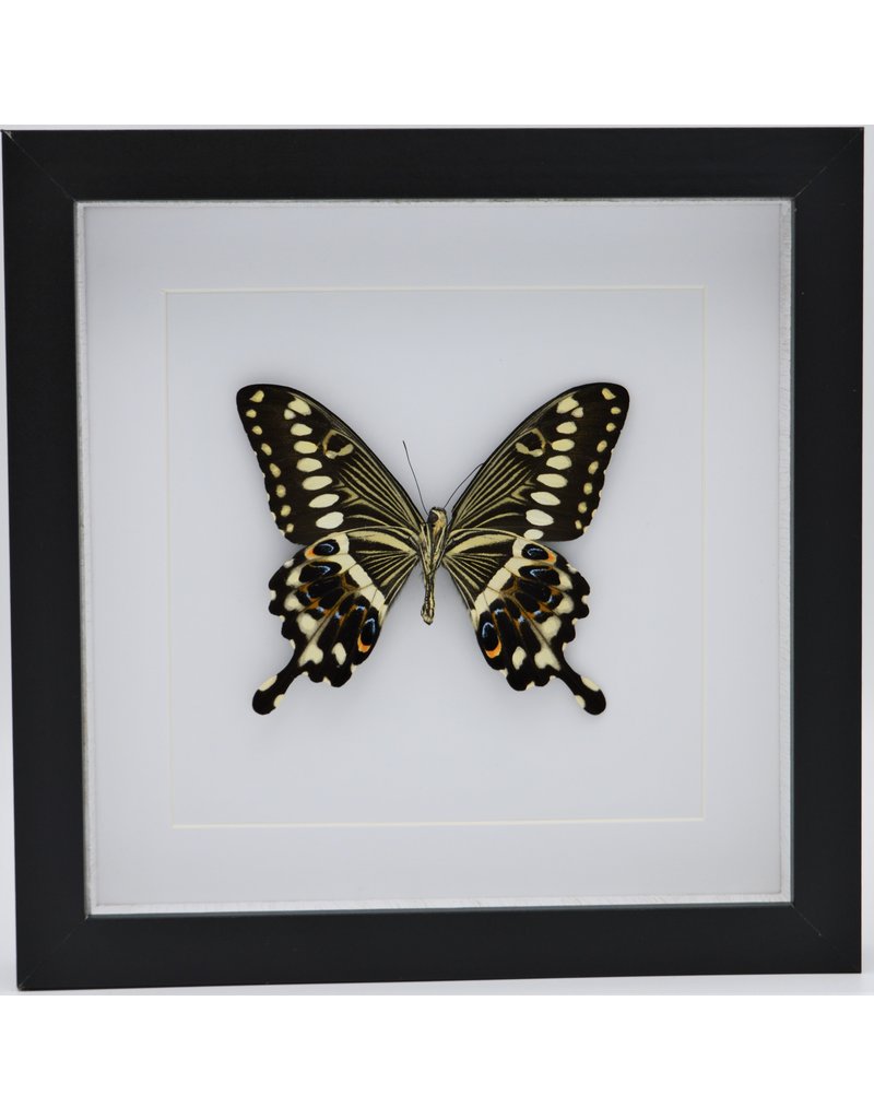 Nature Deco Papilio Lormieri in luxury 3D lijst 22 x 22cm