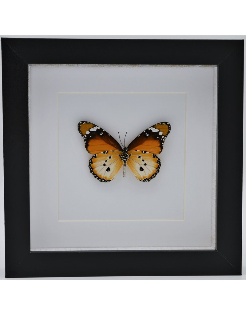 Nature Deco Danaus Chrysippus underside in luxury 3D frame 17 x 17cm