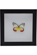 Nature Deco Delias Hyparete in luxury 3D frame 17 x 17cm