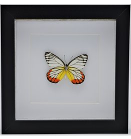 Nature Deco Delias Hyparete in luxury 3D frame