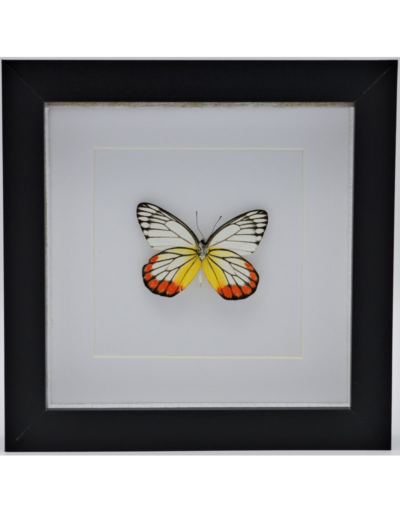 Nature Deco Delias Hyparete in luxury 3D frame 17 x 17cm