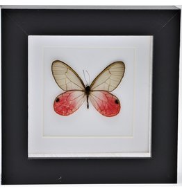 Nature Deco Cithaeria Aurorina male in luxury 3D frame