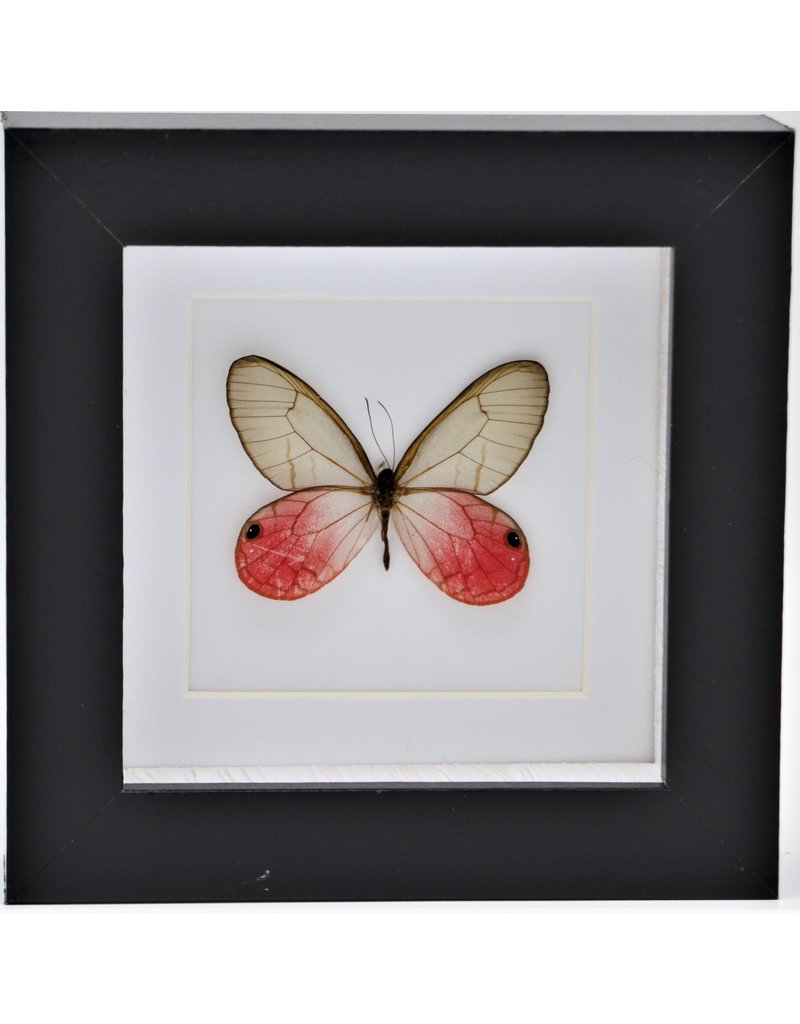 Nature Deco Cithaeria Aurorina in luxury 3D frame  12 x 12cm