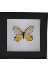 Nature Deco Haetera Piera in luxury 3D frame 12 x 12 cm