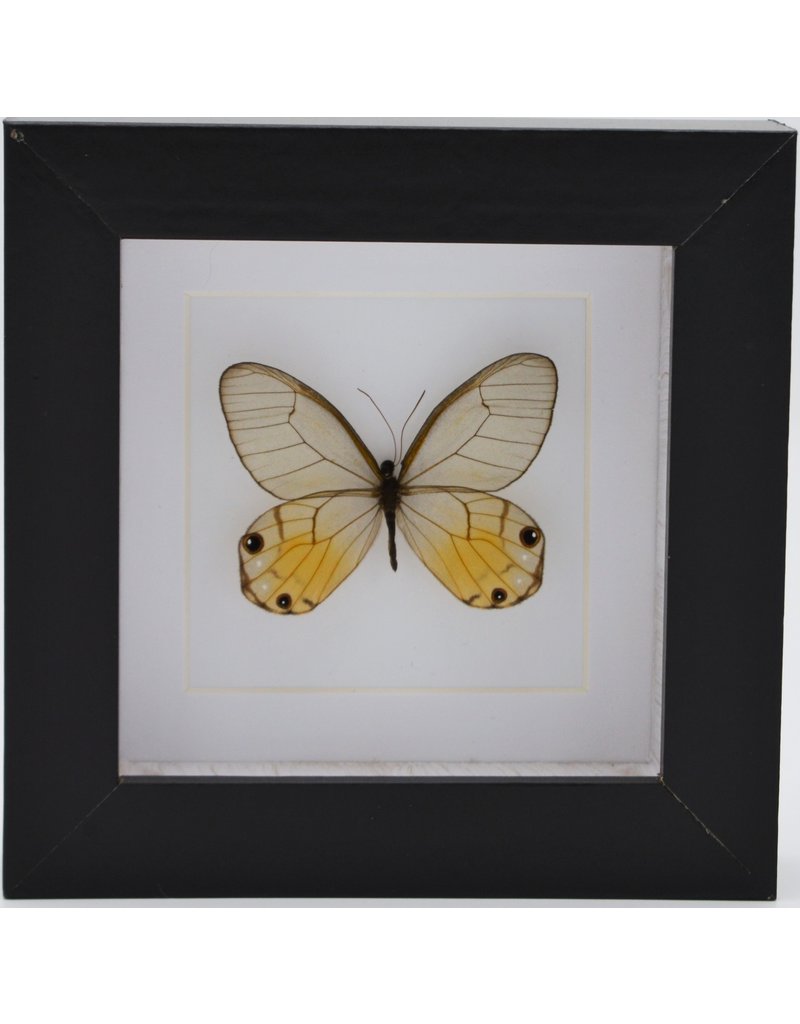 Nature Deco Haetera Piera in luxury 3D frame 12 x 12 cm