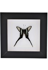 Nature Deco Lamproptera Curius in luxury 3D frame 12 x 12cm