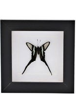 Nature Deco Lamproptera Curius in luxury 3D frame 12 x 12cm