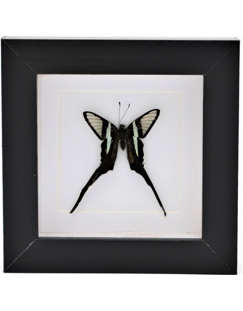 Nature Deco Lamproptera Curius in luxury 3D frame 12 x 12cm