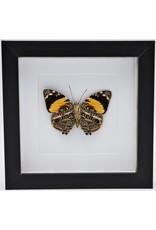 Nature Deco  Smyrna Blomfildia in luxury 3D frame 17 x17cm