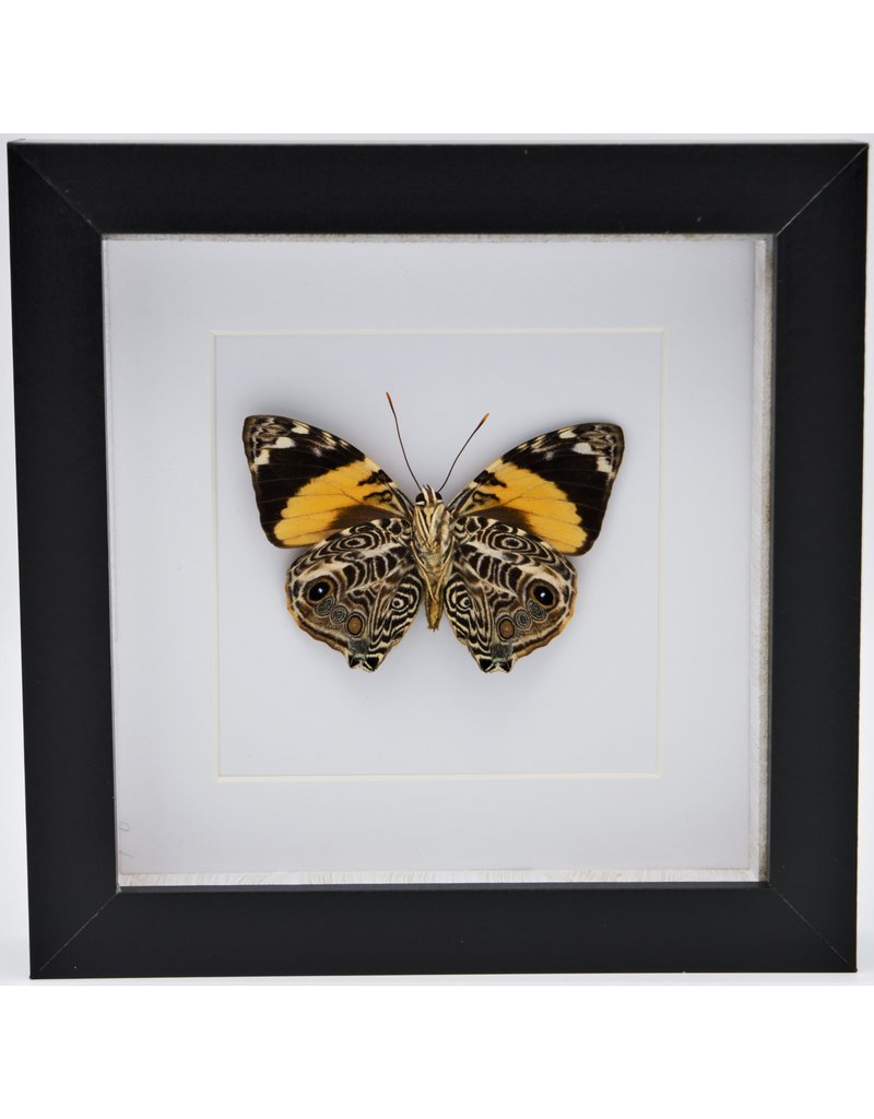 Nature Deco  Smyrna Blomfildia in luxury 3D frame 17 x17cm