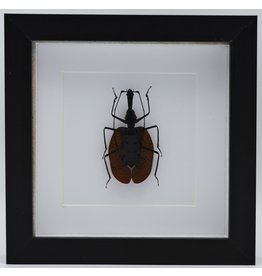 Nature Deco Violin beetle in luxury 3D frame