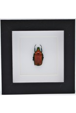 Nature Deco Rhomborrhina Flammea red in luxury 3D frame 12 x 12cm