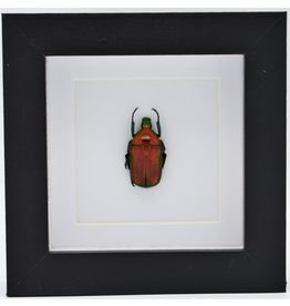 Nature Deco Rhomborrhina Flammea red in luxury 3D frame