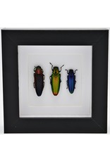 Nature Deco Jewel beetle trio in luxury 3D frame 12 x 12cm