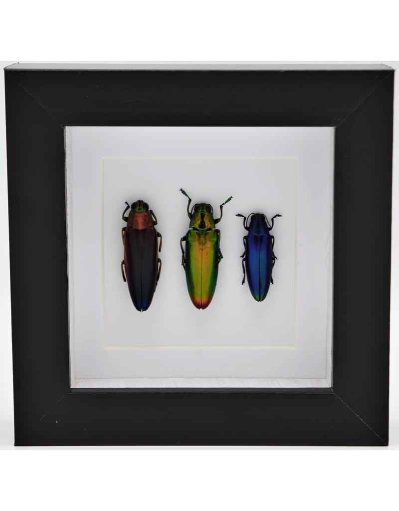 Nature Deco Jewel beetle trio in luxury 3D frame 12 x 12cm