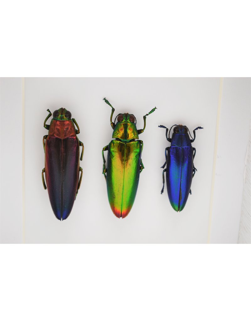 Nature Deco Jewel beetle trio in luxury 3D frame 12 x 12cm