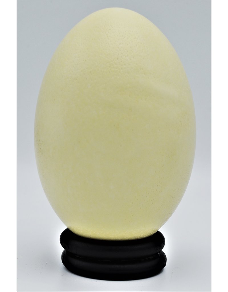 . Rhea egg (Rhea americana)
