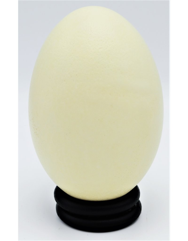 . Rhea egg (Rhea americana)