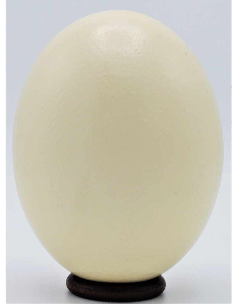 . Ostrich egg