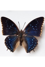 . Unmounted Charaxes Tiridates