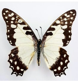 . Ongeprepareerde Graphium Angolanus