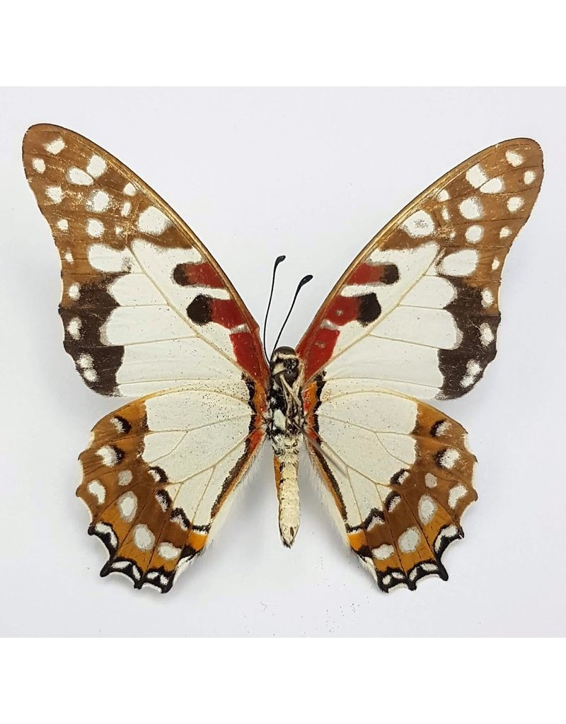 . Unmounted Graphium Angolanus