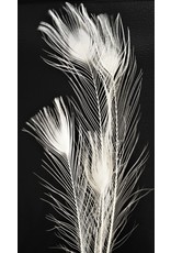 . White peacock feather