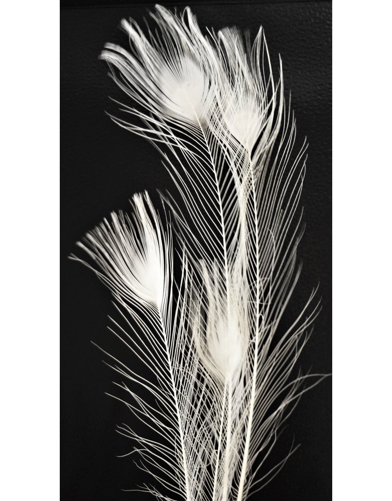 . White peacock feather