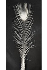 . White peacock feather