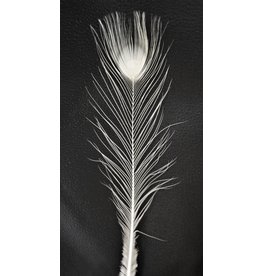 . White peacock feather