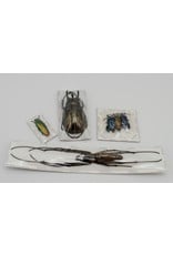 Nature Deco Starter set insect mounting