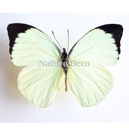 . Ongeprepareerde Pieris	Argia