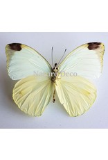 . Ongeprepareerde Pieris	Argia