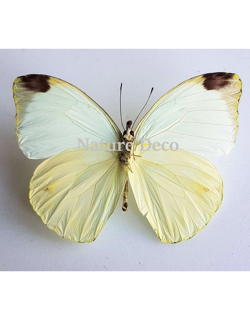 . Ongeprepareerde Pieris	Argia