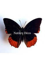 Unmounted Charaxes Protoclea