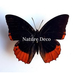 Ongeprepareerde Charaxes Protoclea