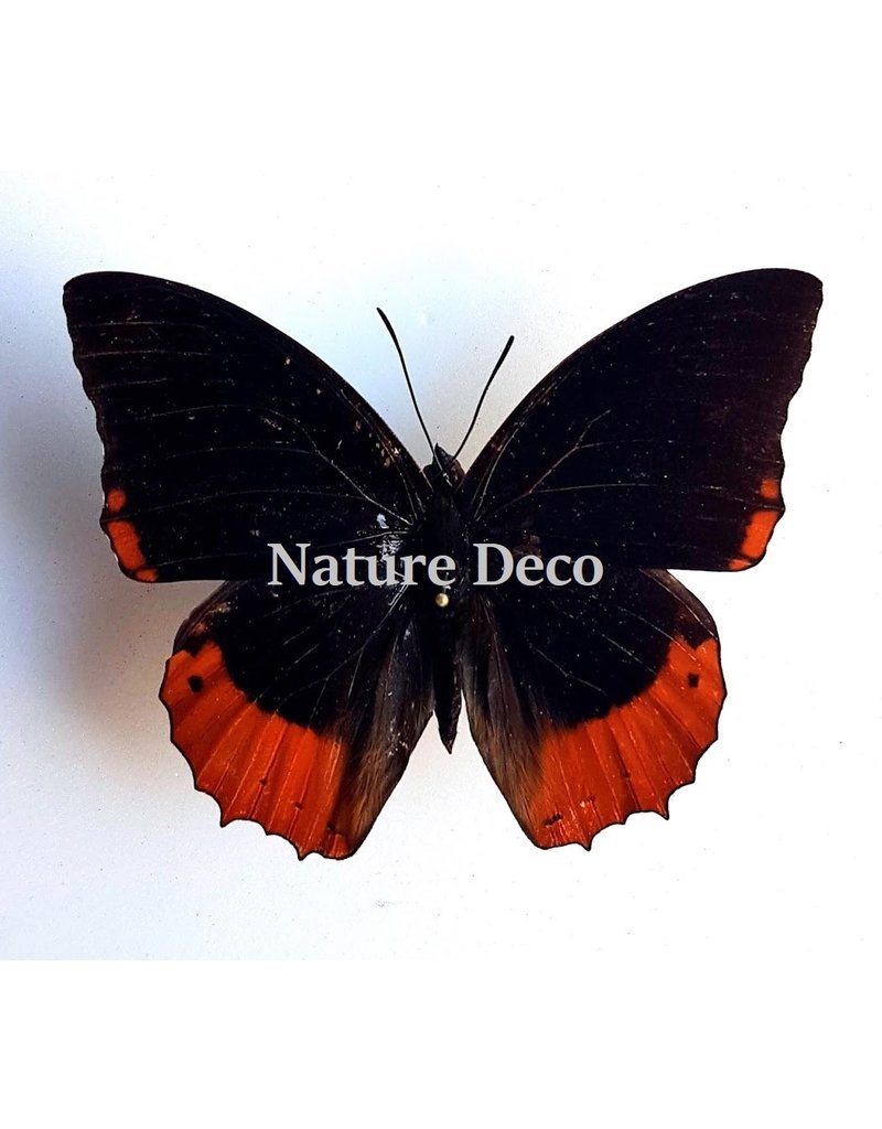 Ongeprepareerde Charaxes Protoclea