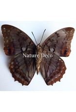 Unmounted Charaxes Anticlea