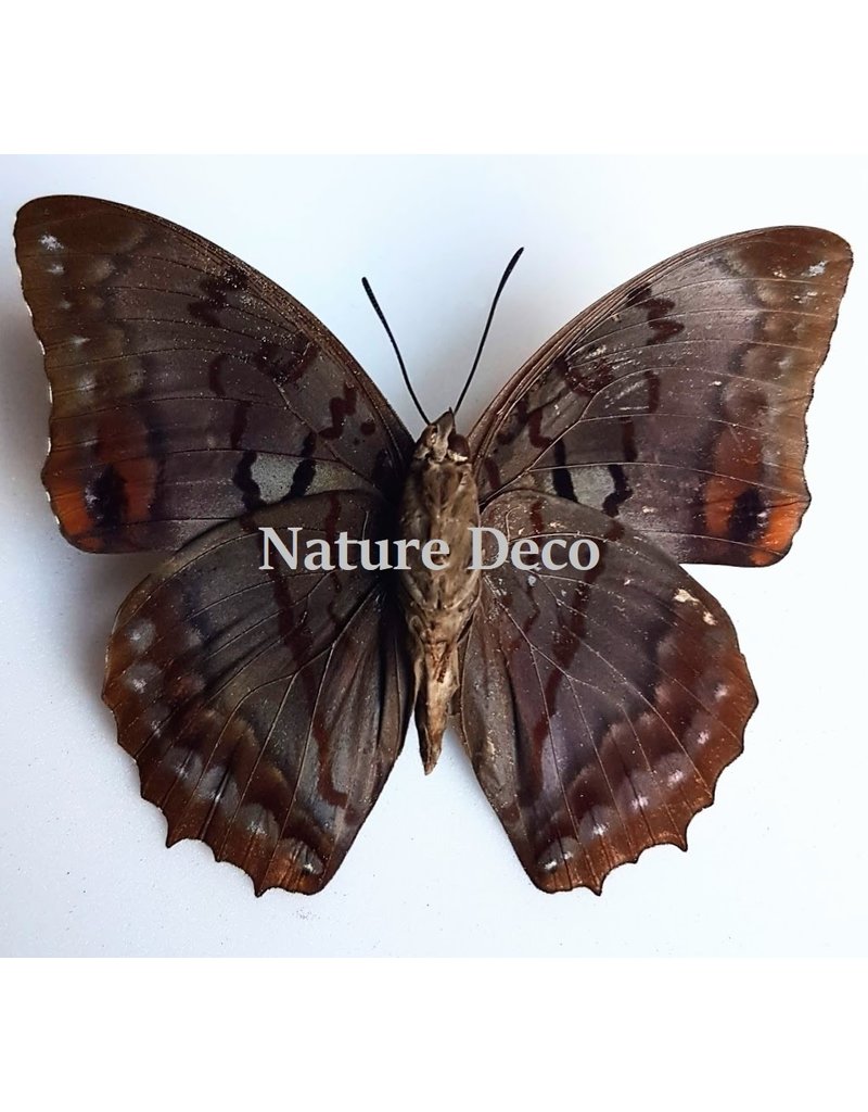 Ongeprepareerde Charaxes Protoclea